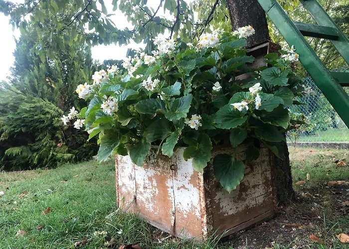 Apartament Sunny Garden